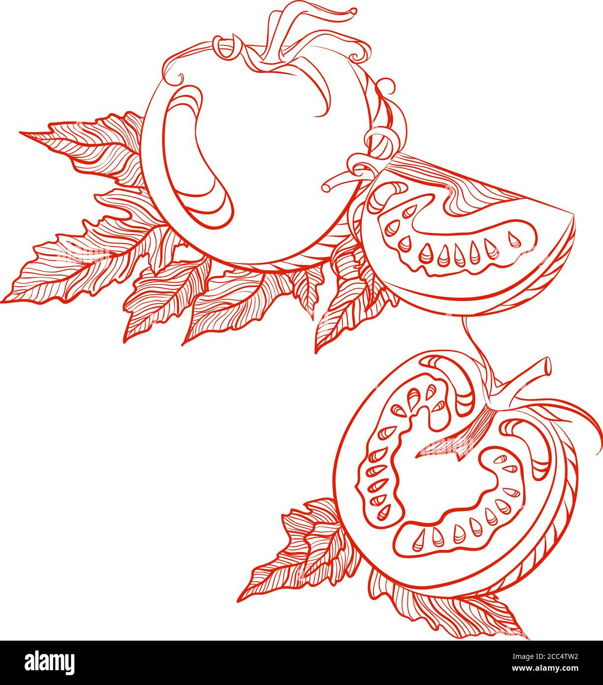 Einfarbige Zeichnung von Tomaten. Vektor handgezeichnete Illustration isoliert auf weißem Hintergrund Stock Vektor