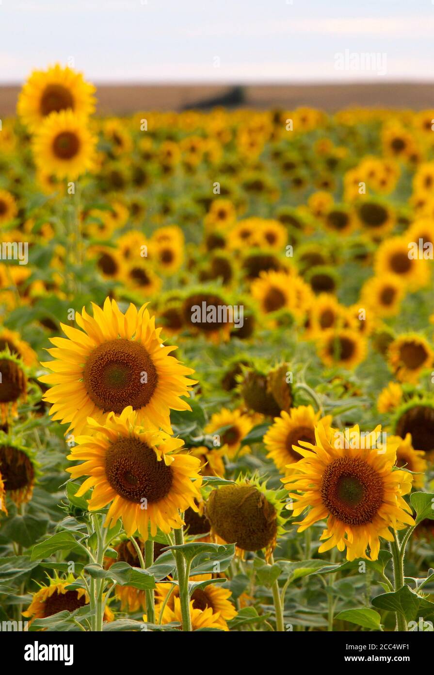 Feld der Sonnenblumen helianthus annuus von einem niedrigen Abend hinterleuchtet Sonne in der Nähe von Lantadilla Palencia Spanien Stockfoto