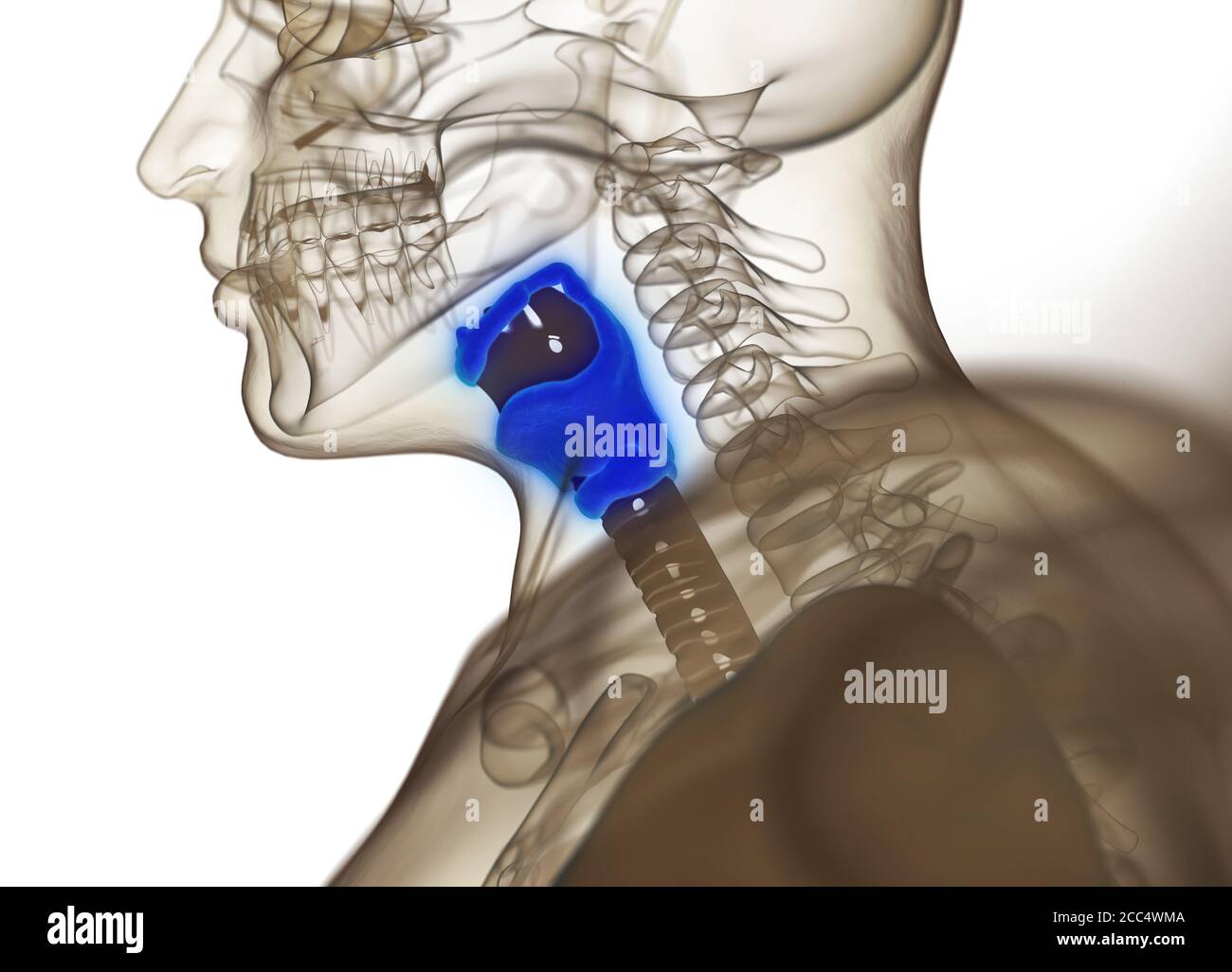 Anatomie der menschlichen Schilddrüse. Röntgenbild. Leuchtende Schilddrüse. 3D-Illustration. Stockfoto
