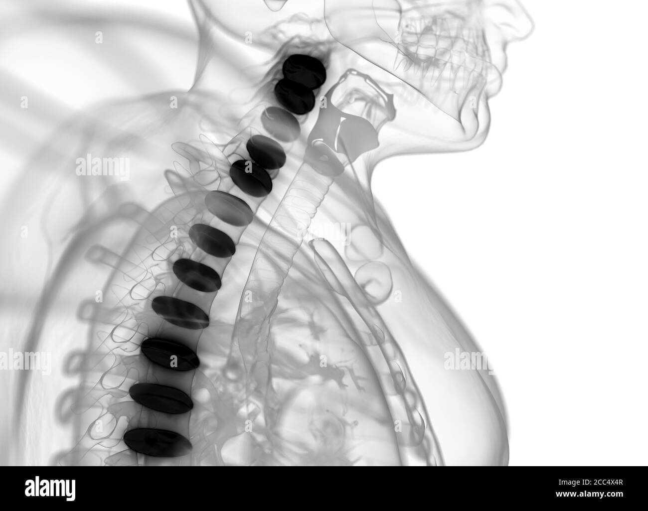 Anatomiedarstellung von Bandscheiben der menschlichen Wirbelsäule. 3d-Illustration Stockfoto