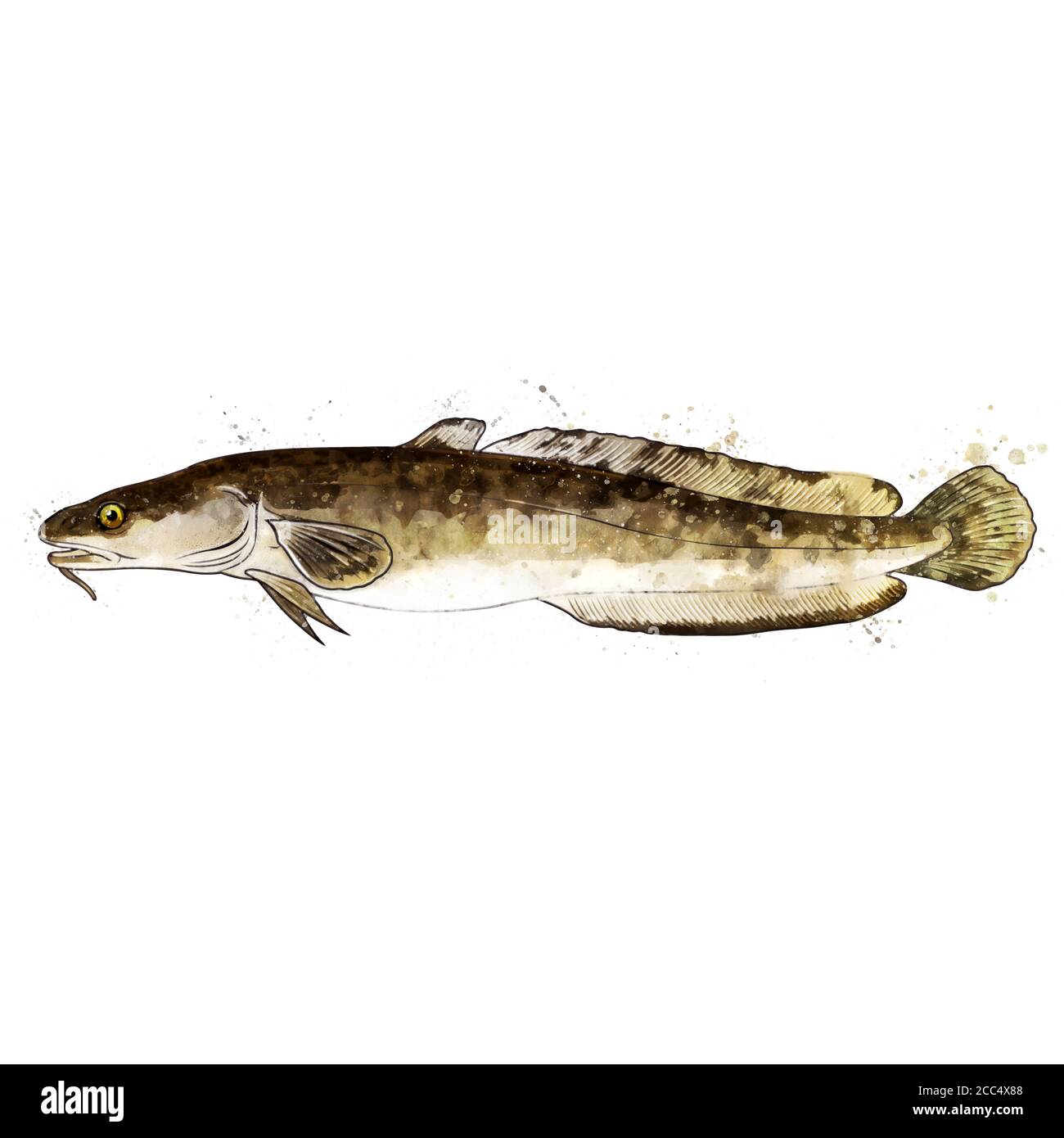 Steinbutt, Aquarell isolierte Illustration eines Fisches. Stockfoto