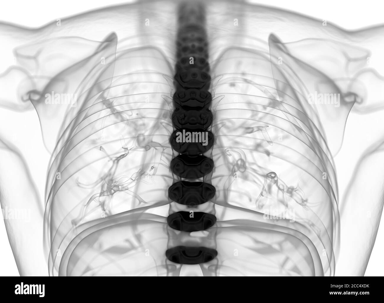Anatomiedarstellung von Bandscheiben der menschlichen Wirbelsäule. 3d-Illustration Stockfoto
