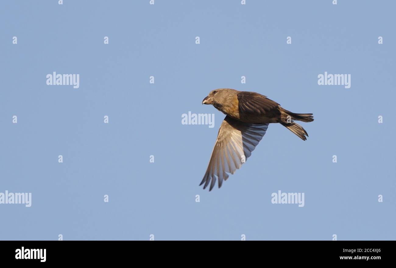 Papageienkreuzschnabel (Loxia pytyopsittacus), Weibchen im Flug, Dänemark Stockfoto