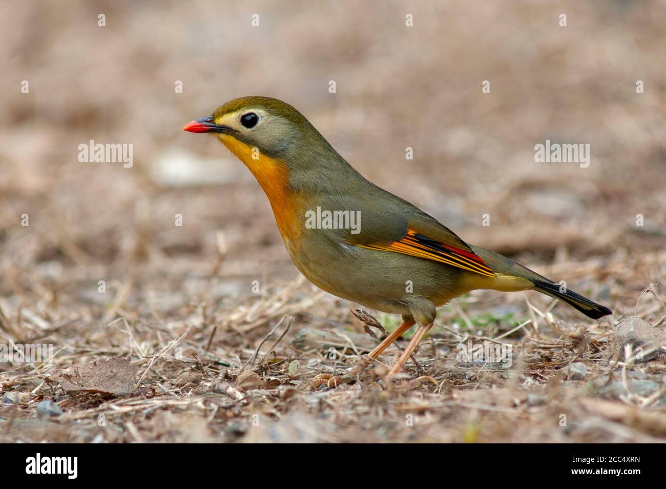 pekin-Rotkehlchen (Leiothrix lutea), Weibchen steht auf dem Boden, Indien Stockfoto