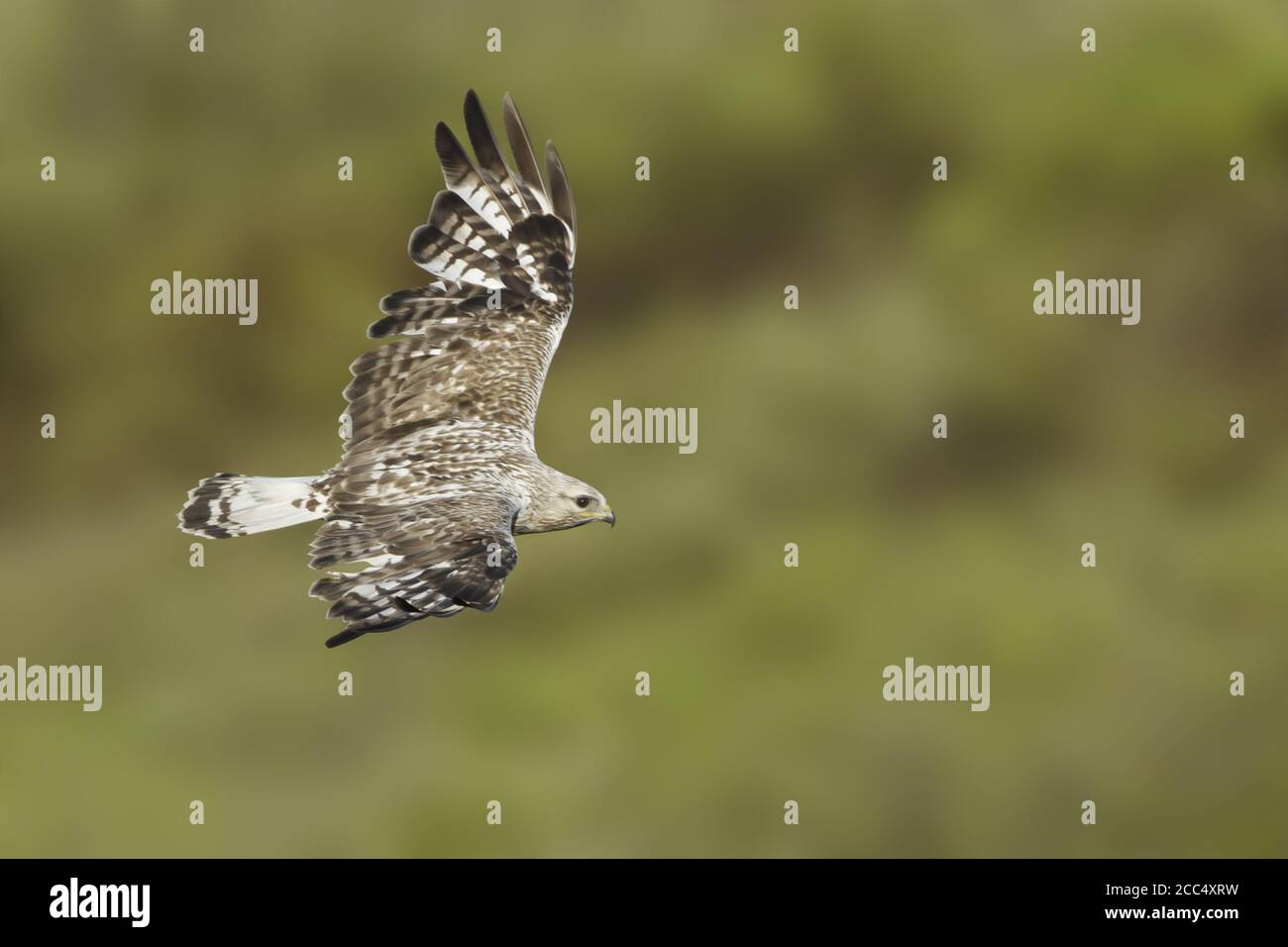 Bussard (Buteo lagopus kamtchatkensis, Buteo kamtchatkensis), Erwachsener im Flug, USA, Alaska, Seward Peninsula Stockfoto