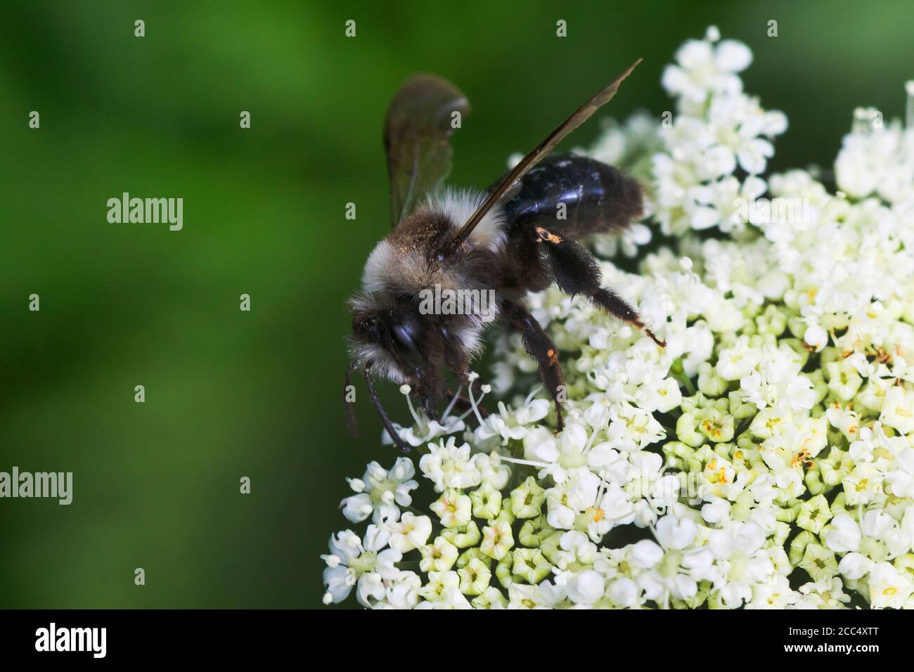 Aschenbiene, Graubiene, Ashy Mining-Biene, Ashy Miningbee (Andrena cineraria), weiblich, Deutschland Stockfoto