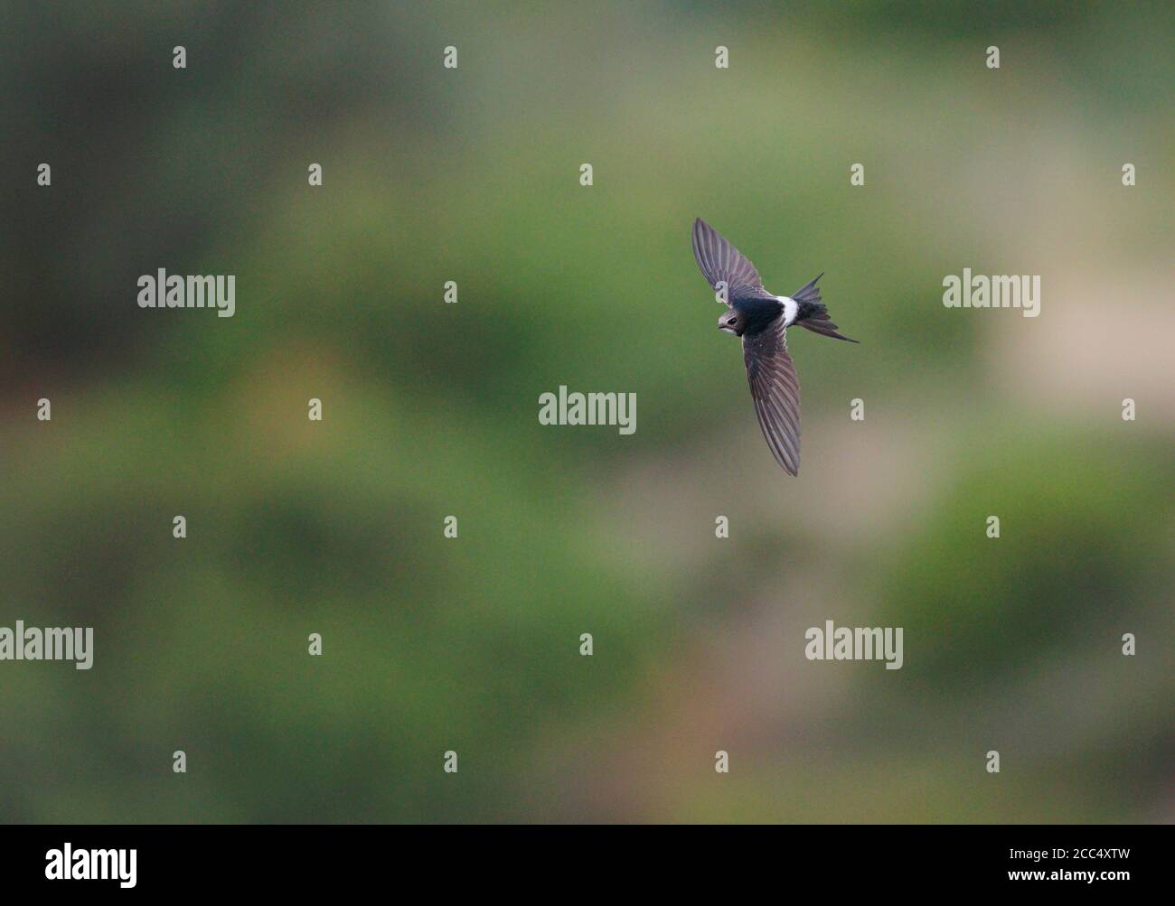 Weißrumpelflinte (Apus Caffer), im Flug, Spanien, Setefilla Stockfoto