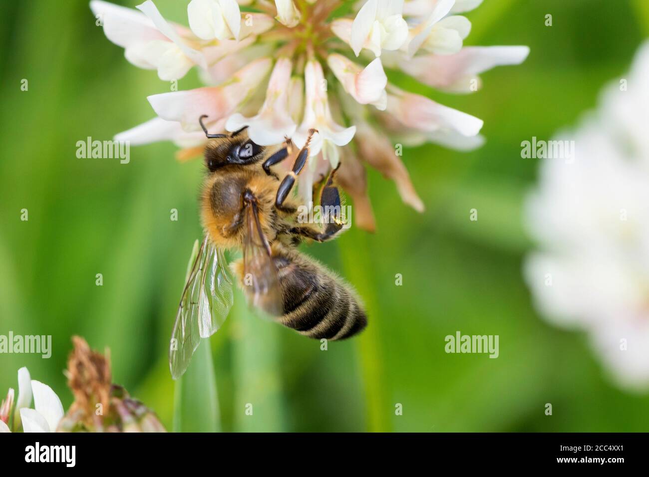 Honigbiene, Bienenstock (APIs mellifera mellifera), Besuch einer weißen Kleeblatt Blume, Trifolium repens, Deutschland Stockfoto