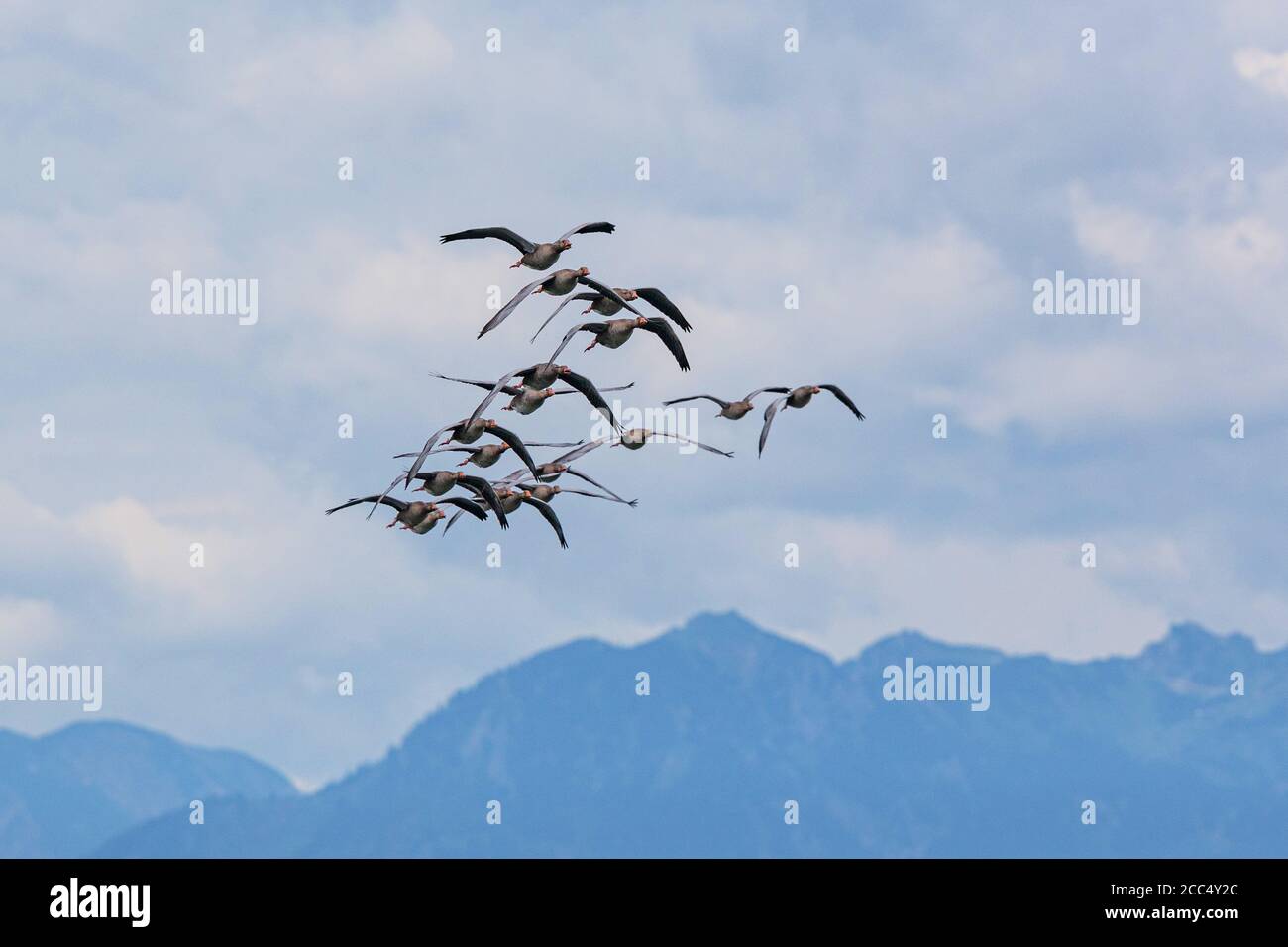 Graugans (Anser anser), fliegender Schwarm vor der Alpenlandschaft, Deutschland, Bayern, Chiemsee Stockfoto
