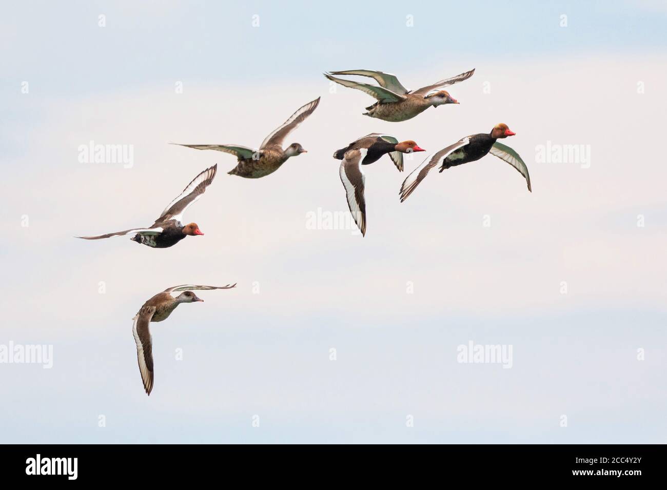 Rotschuppentochter (Netta rufina), fliegende Herde, Draken mit Brutgefieder, Deutschland, Bayern Stockfoto