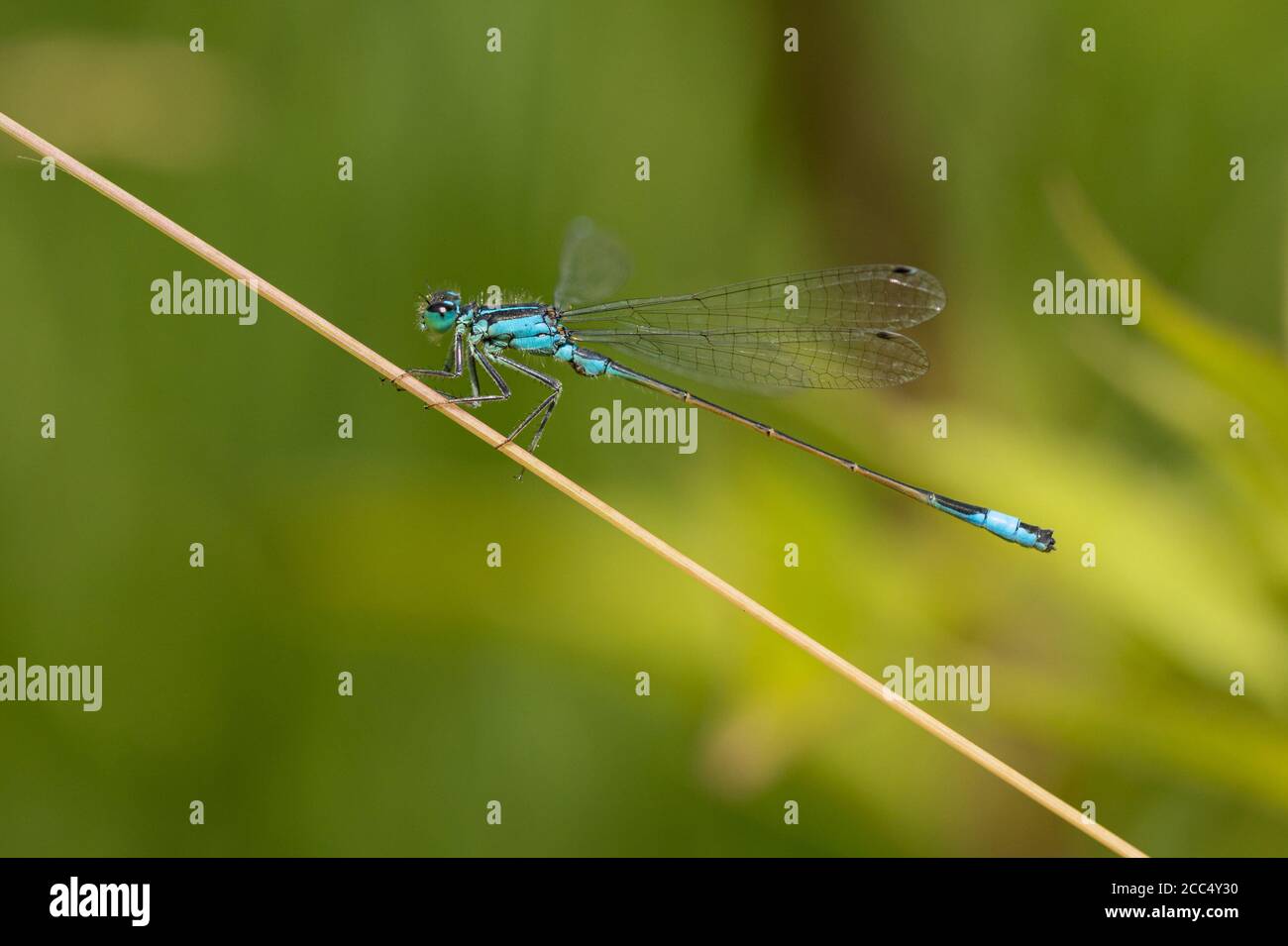Gemeine ischnura, Blauschwanzdammelfliege (Ischnura elegans), nach Ansicht, Deutschland, Bayern Stockfoto