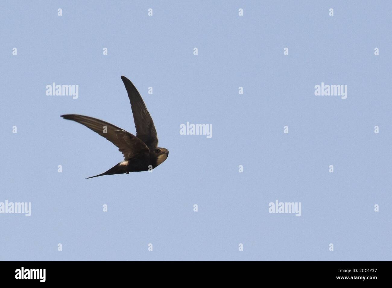 Weißrumpelfischer (Apus Caffer), im Flug, Ghana Stockfoto