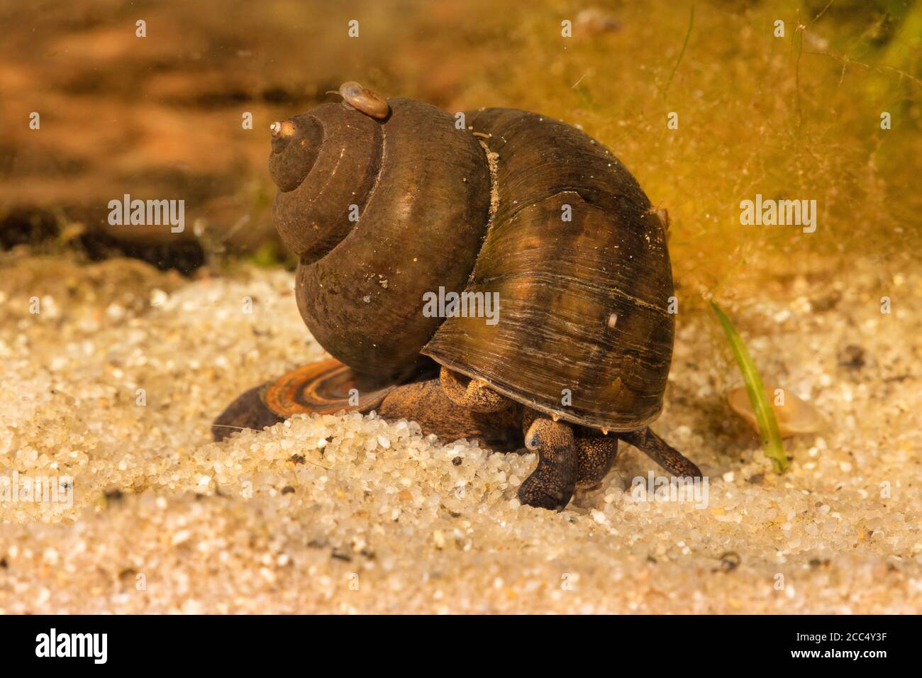 Spitzschnecke, Lister-Flussschnecke (Viviparus contectus, Paludina contecta, Paludina viviparus), Männchen kriechend auf sandigem Grund Stockfoto