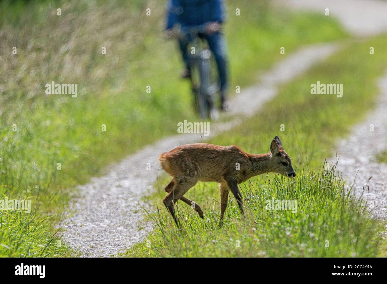 Rehe (Capreolus capreolus), Rehkitz überquert einen Feldweg vor einem Mountainbiker, Deutschland, Bayern Stockfoto