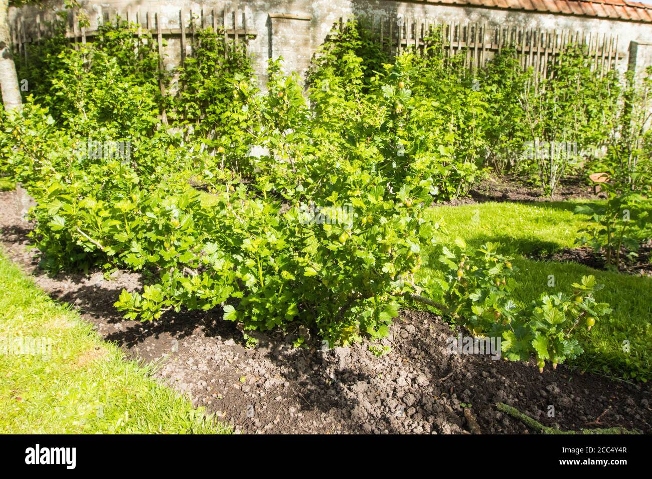 Wilde Stachelbeere, Europäische Stachelbeere (Ribes uva-crispa), in einer Garde, Niederlande, Frisia Stockfoto