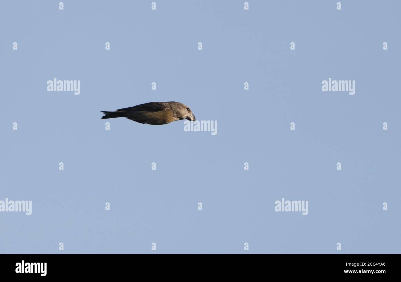 Papageienkreuzschnabel (Loxia pytyopsittacus), Weibchen oder unreif im Flug, Dänemark Stockfoto