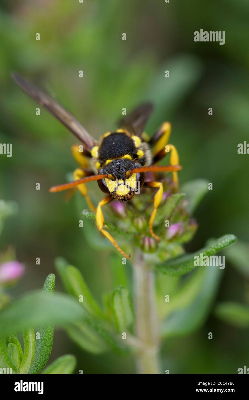 Gelbbeine Nomadenbiene (Nomada succincta), weiblich, Deutschland Stockfoto