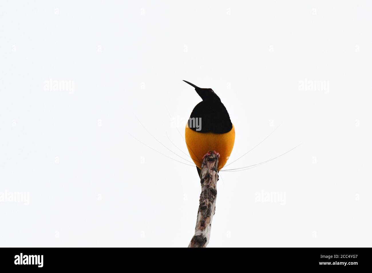 Zwölfdrahtgebundener Paradiesvogel (Seleucidis melanoleucus, Seleucidis melanoleuca), zeigt männliche Barsche auf einem toten Ast, Ansicht von unten, Stockfoto