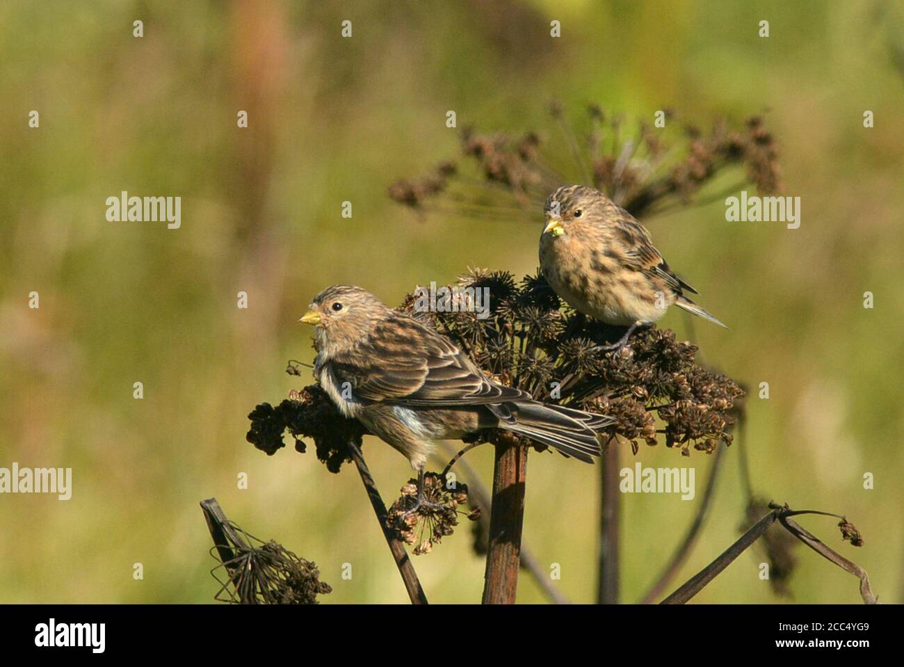 Britische Zweibeiner (Carduelis flavirostris pipilans, Carduelis pipilans), zwei Britische Zweibeiner auf Umbellifer im Herbst auf Fair Isle, Vereinigtes Königreich, Stockfoto