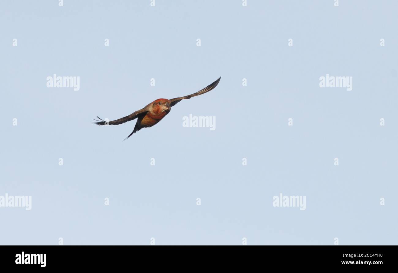 Papageienkreuzschnabel (Loxia pytyopsittacus), Männchen im Flug, Dänemark Stockfoto