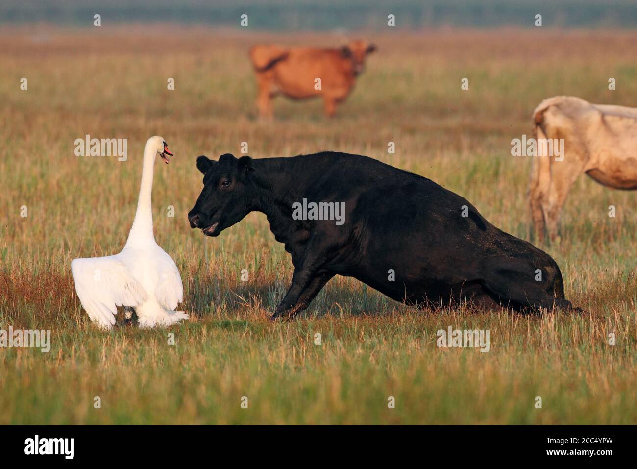 Mute Schwan (Cygnus olor), Männchen im Konflikt mit einem Vieh auf einer Weide, Dänemark Stockfoto