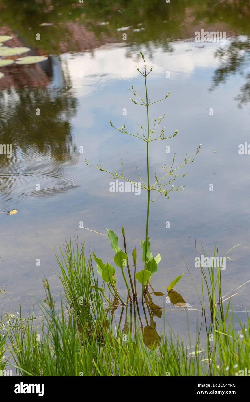Wasserwegerich (Alisma plantago-aquatica), blühend, Deutschland, Bayern, Isental Stockfoto
