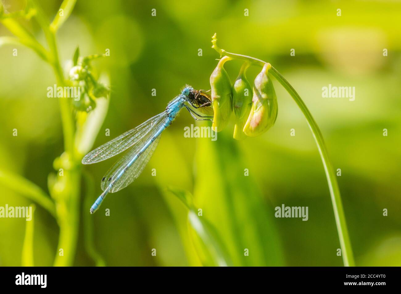 Gemeine coenagrion, Azurblaufliege (Coenagrion puella), Futtermittel gefangener Insekten, Deutschland, Bayern Stockfoto