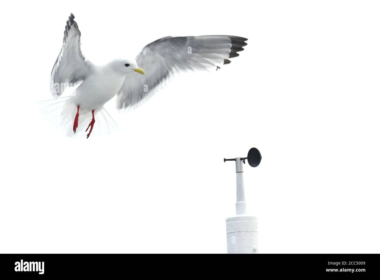 Rotbeinige Kittiwake (Rissa brevirostris), Erwachsene Landung auf dem Mast des Expeditionskreuzfahrtschiffes, Russland, Ring of Fire Inseln Stockfoto