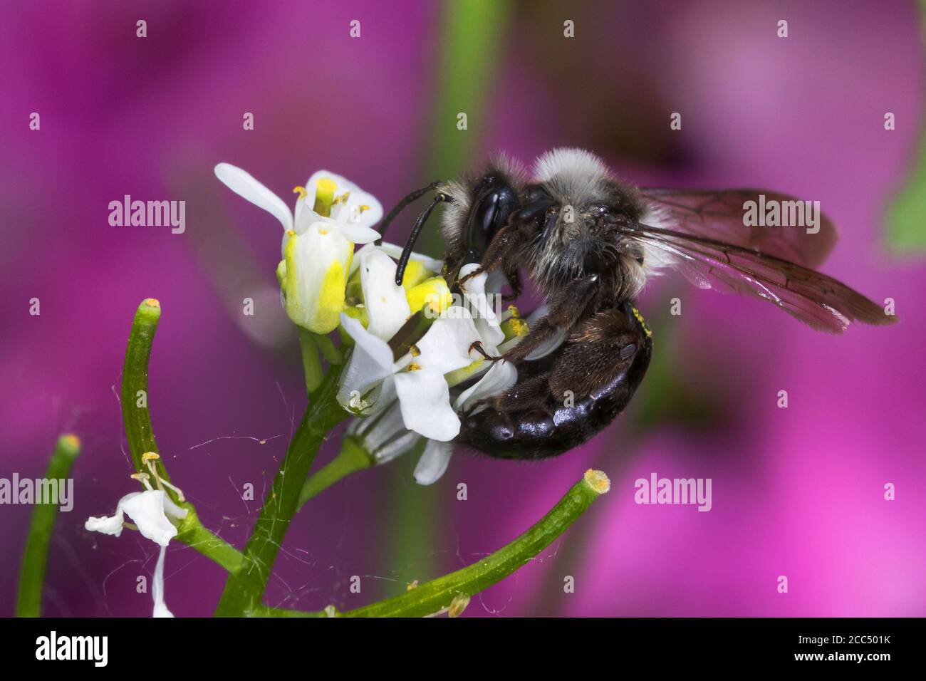 Aschenbiene, Graubiene, Ashy Mining-Biene, Ashy Miningbee (Andrena cineraria), weiblich, Deutschland Stockfoto