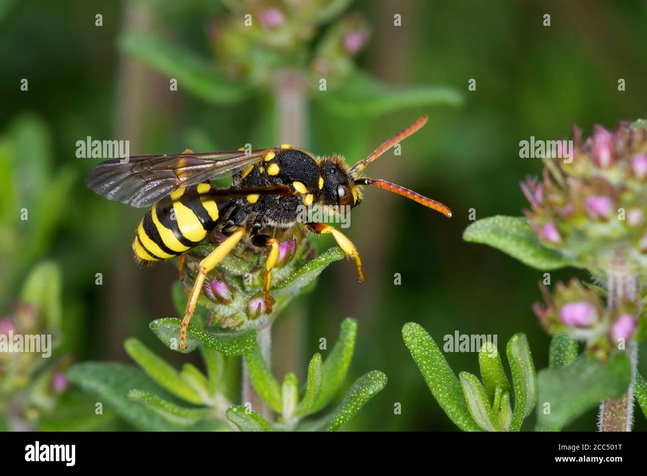 Gelbbeine Nomadenbiene (Nomada succincta), weiblich, Deutschland Stockfoto