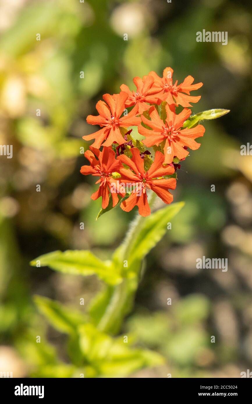 malteserkreuz (Lychnis chalcedonica, Silene chalcedonica), blühend, Deutschland, Bayern Stockfoto