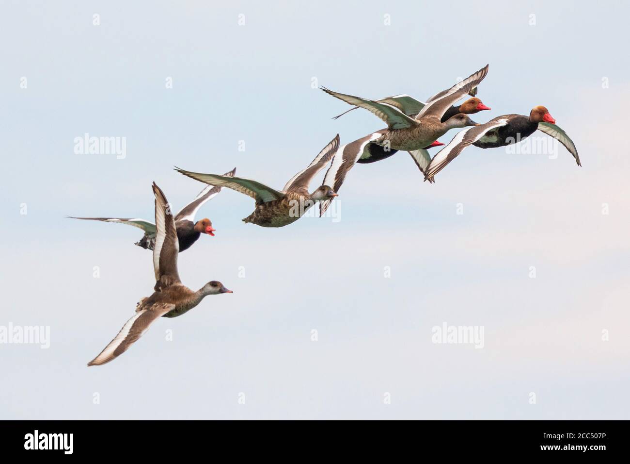 Rotschuppentochter (Netta rufina), fliegende Herde, Draken mit Brutgefieder, Deutschland, Bayern Stockfoto