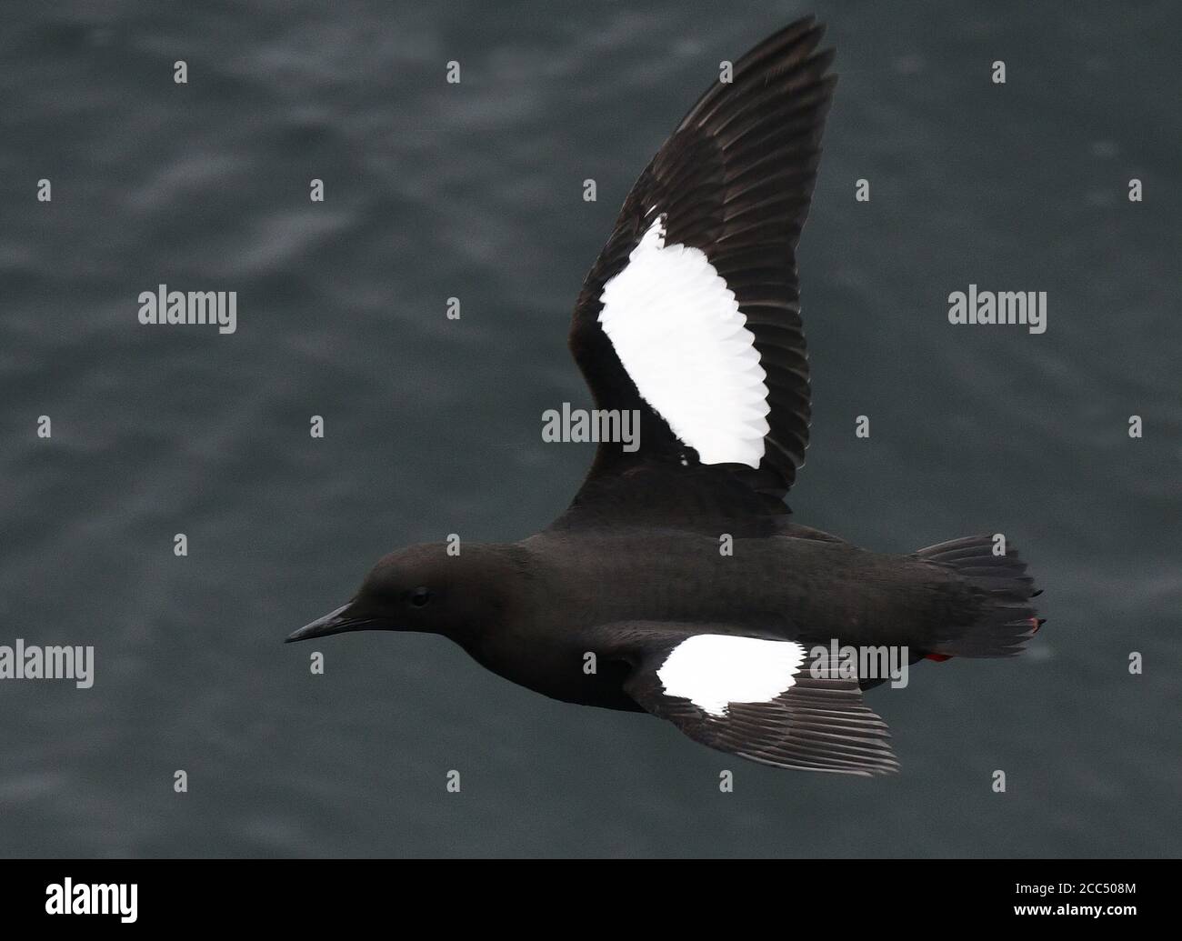 Arktischer Schwarzer Guillemot (Cepphos grylle mandtii, Cepphos mandtii), im Sommer gefiederter Erwachsener im Flug, Norwegen, Spitzbergen Stockfoto