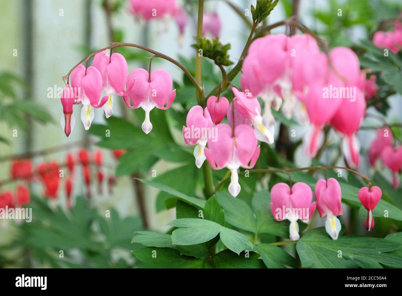 Lamprocapnos spectabilis oder asiatisches blutendes Herz in der Blüte Stockfoto