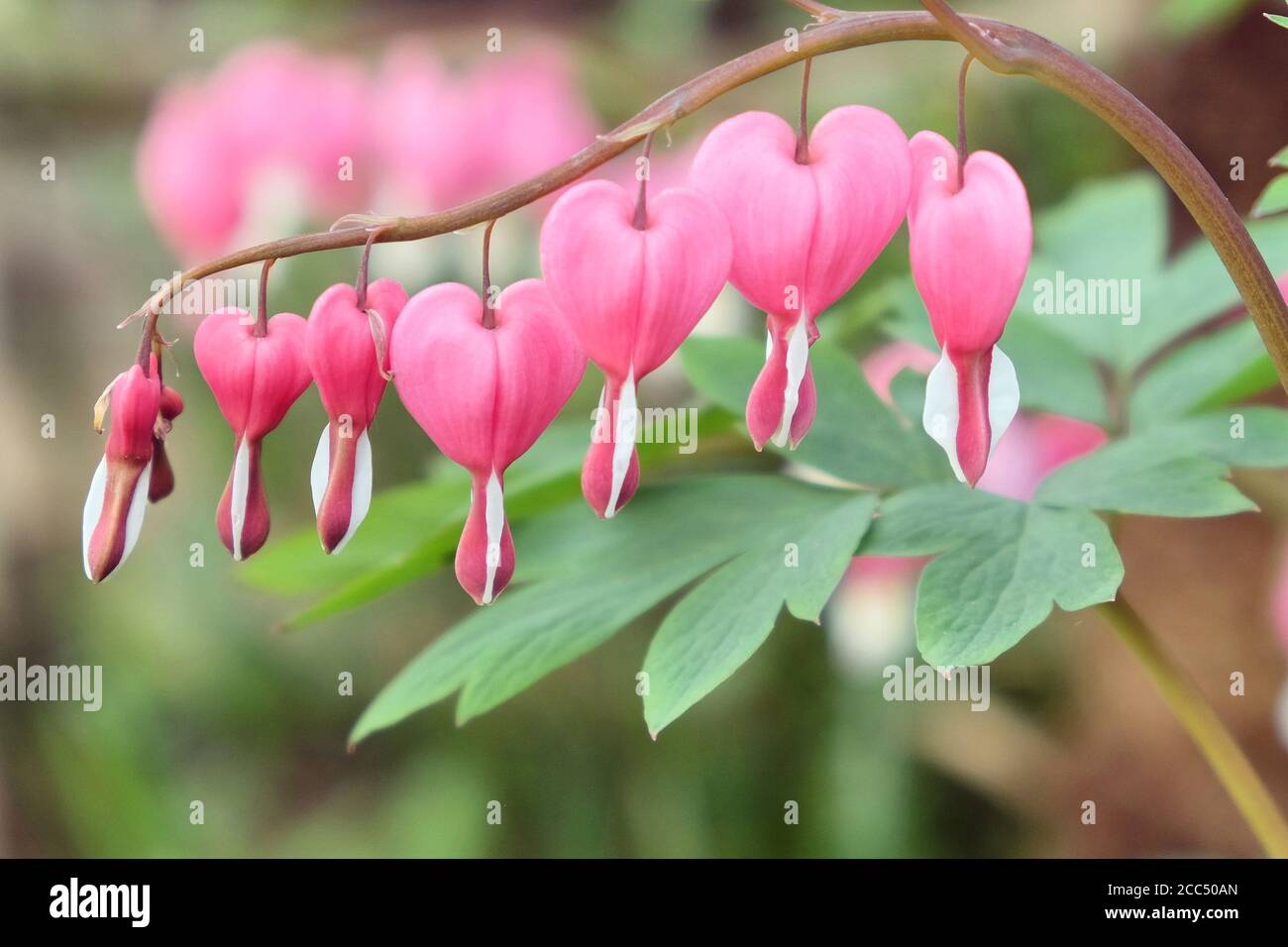 Lamprocapnos spectabilis oder asiatisches blutendes Herz in der Blüte Stockfoto