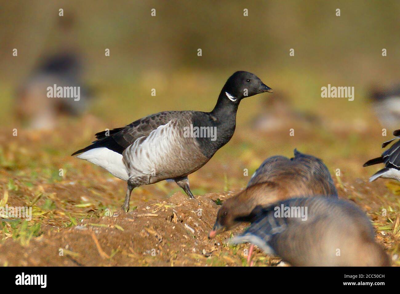 Graubauchiger Brent, Graubauchiger Brent (Branta bernicla bernicla, Branta bernicla), überwinternder Graubauchiger Brent, Vereinigtes Königreich, England, Norfolk Stockfoto