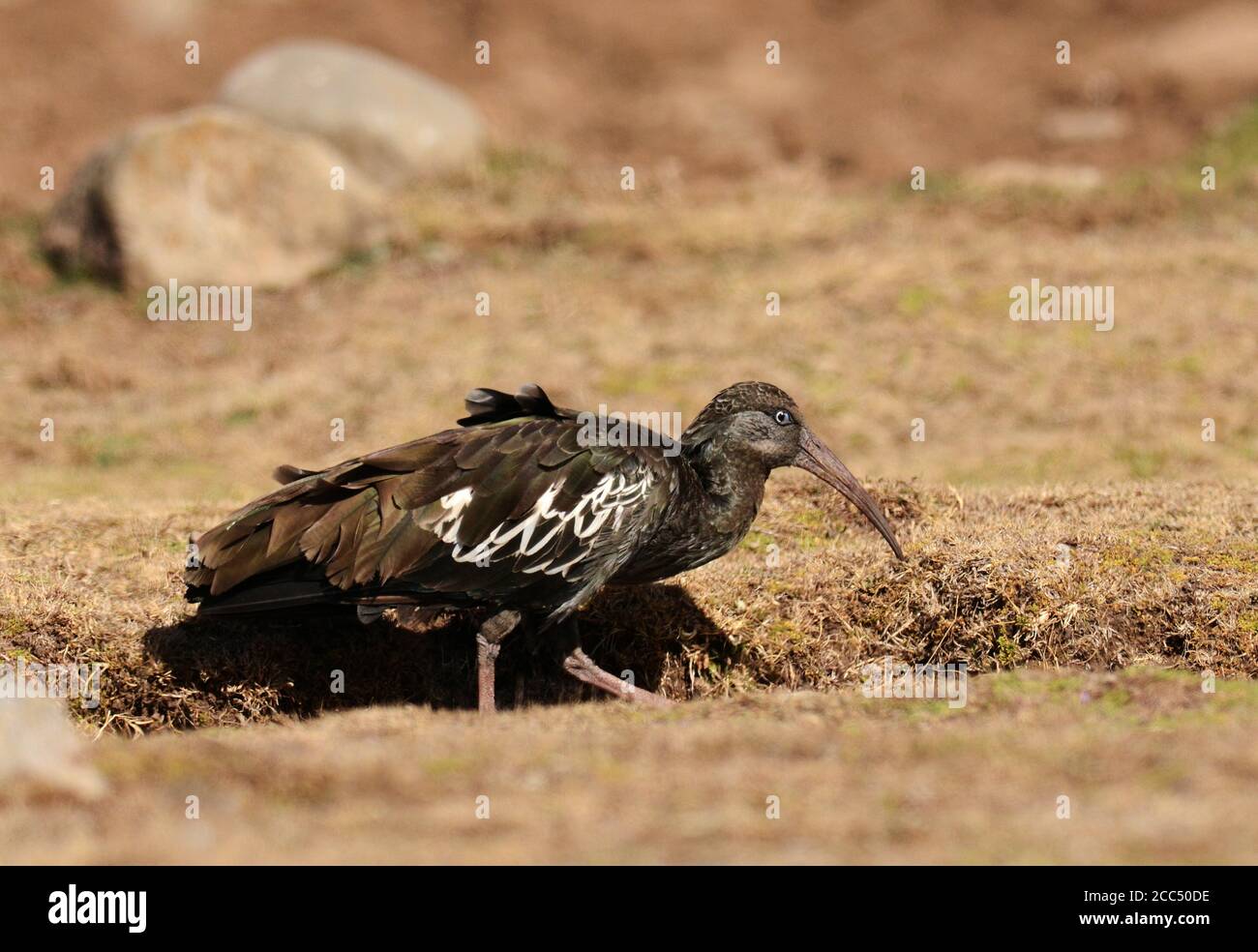 Wattled Ibis (Bostrychia carunculata), Erwachsene Nahrungssuche auf einer Bergwiese, endemisch im äthiopischen Hochland, Äthiopien Stockfoto