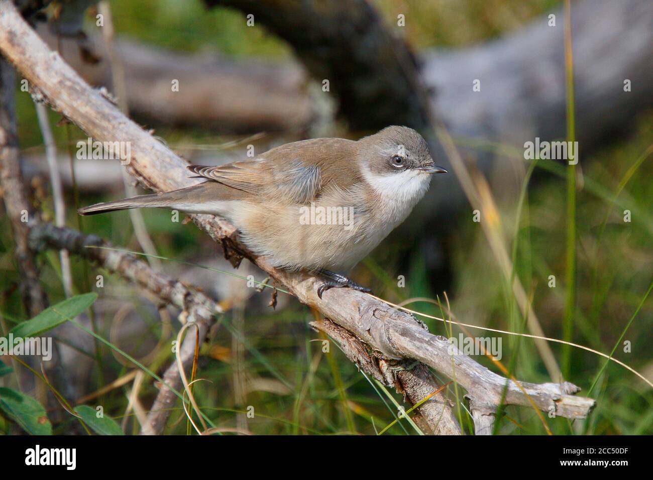 Siberian Lesser whitethroat (Sylvia curruca blythi), auf einem Zweig thront, Großbritannien, England, Norfolk, Blakeney Point Stockfoto