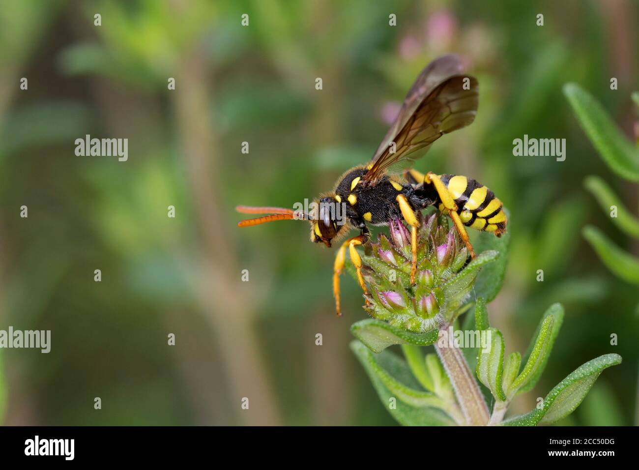 Gelbbeine Nomadenbiene (Nomada succincta), weiblich, Deutschland Stockfoto