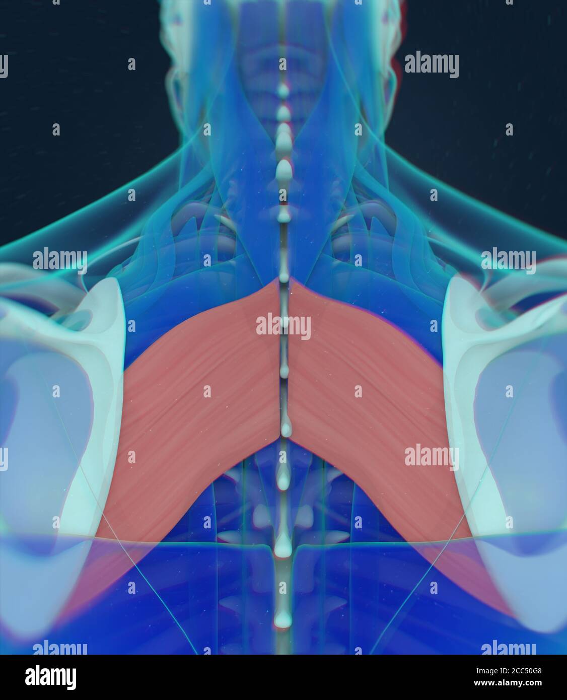 Anatomiedarstellung des Rhomboiden major.Röntgenscan des menschlichen Muskelkörpers. 3D-Illustration. Stockfoto