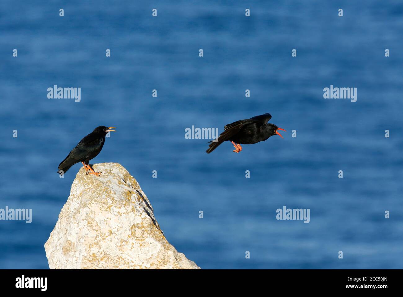 Rotschnabel (Pyrrhocorax pyrrhocorax), Erwachsene und Jugendliche an einer Küstenklippe, Portugal, Algarve Stockfoto