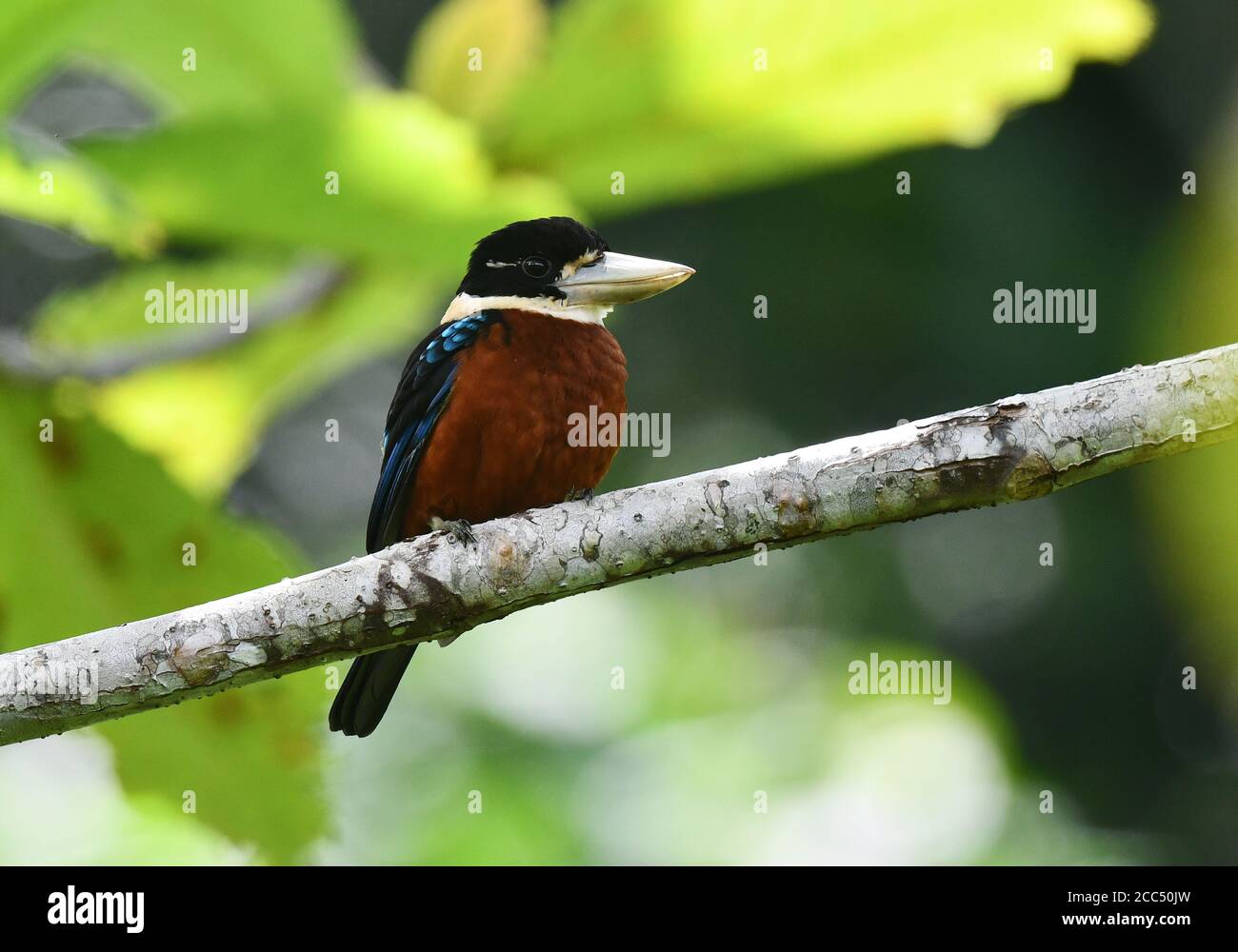 Der rufous-bauchige Rieseneisvogel, Gaudichauds Kookaburra (Dacelo gaudichaud), thront auf einem Zweig, Indonesien, Indonesien, Westneuguinea, Waigeo Stockfoto