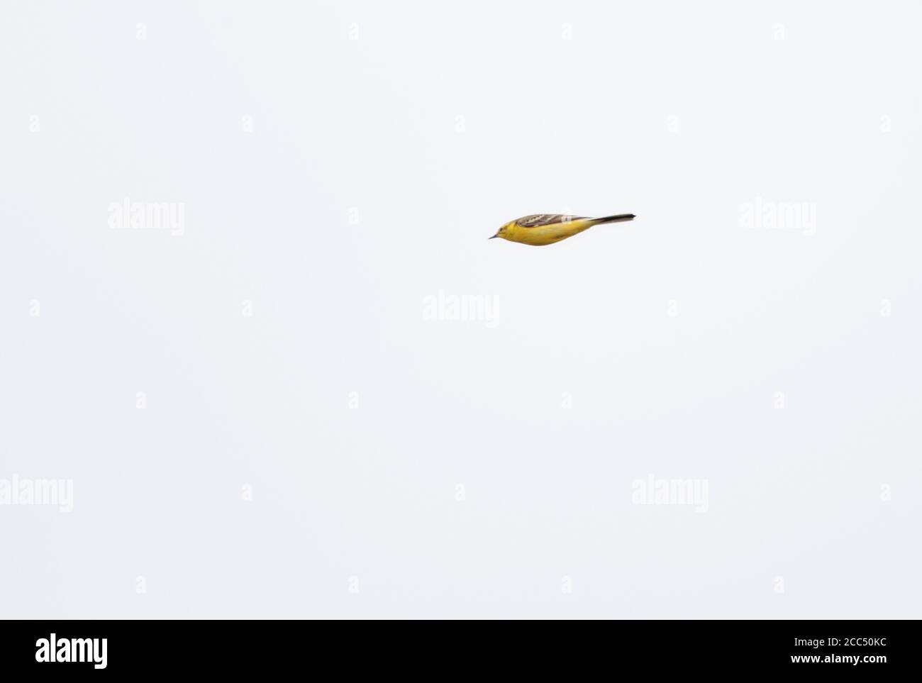 Gelb-gekrönter Wagtail, Gelb-Wagtail, Britisch-Gelb-Wagtail (Motacilla flava flavissima, Motacilla flavissima), fliegend, Seitenansicht, Niederlande Stockfoto