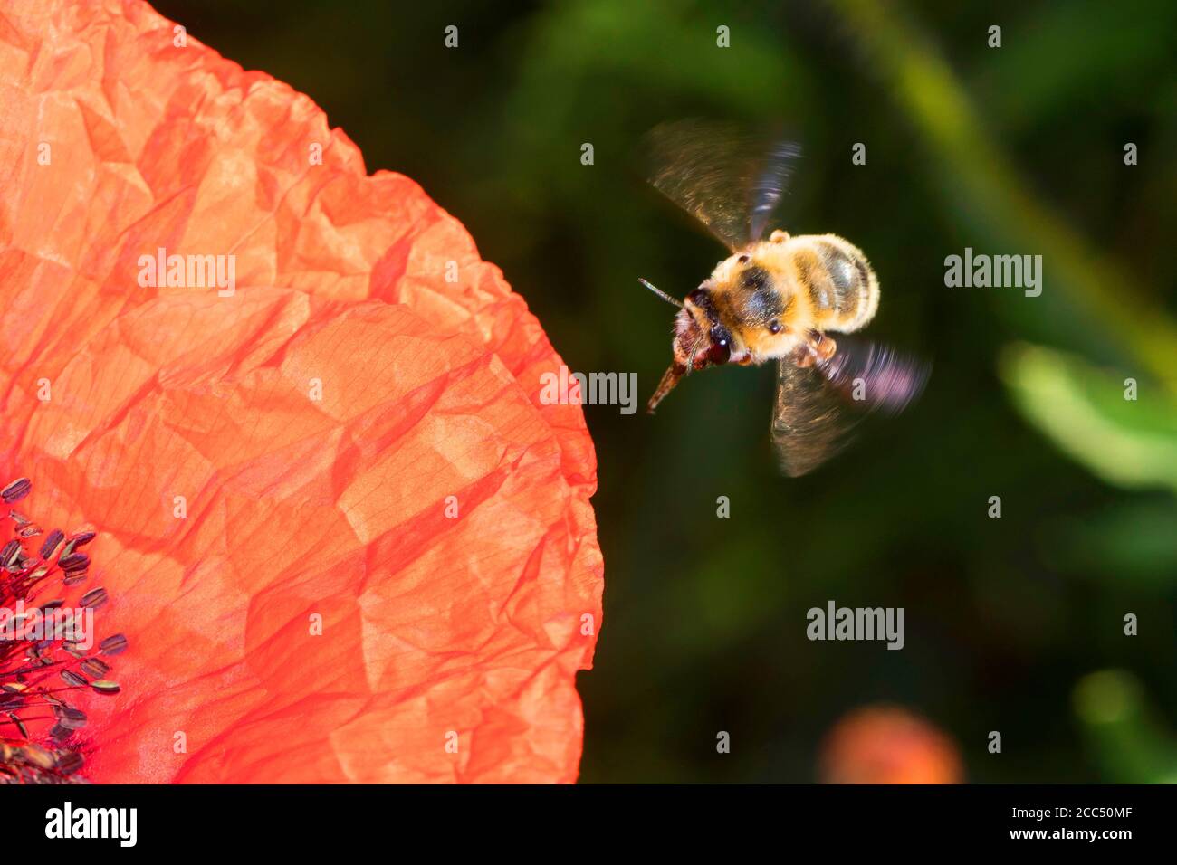 Blütenbiene (Anthophora aestivalis, Anthophora intermedia), Weibchen besucht eine Mohnblume, Deutschland Stockfoto