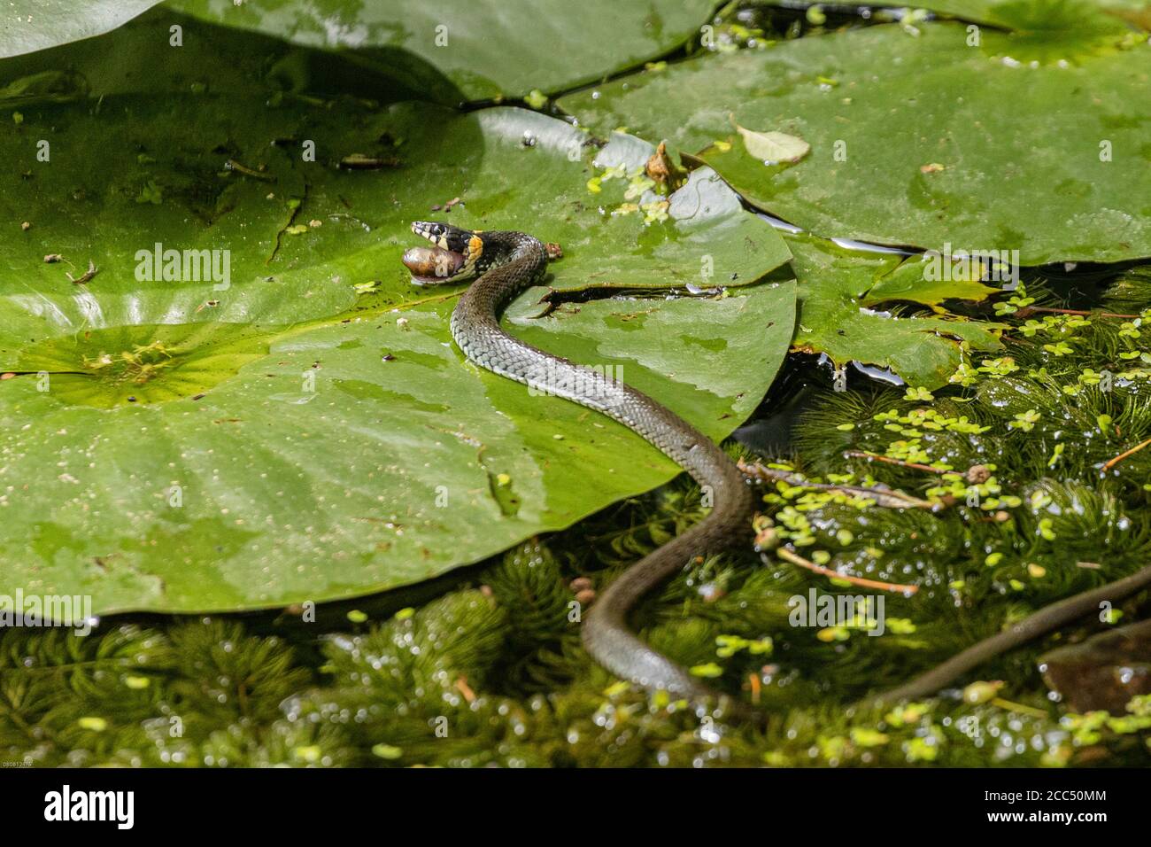 Grasnatter (Natrix natrix), füttert eine Kaulquappe eines Grasfrosches, Deutschland, Bayern Stockfoto