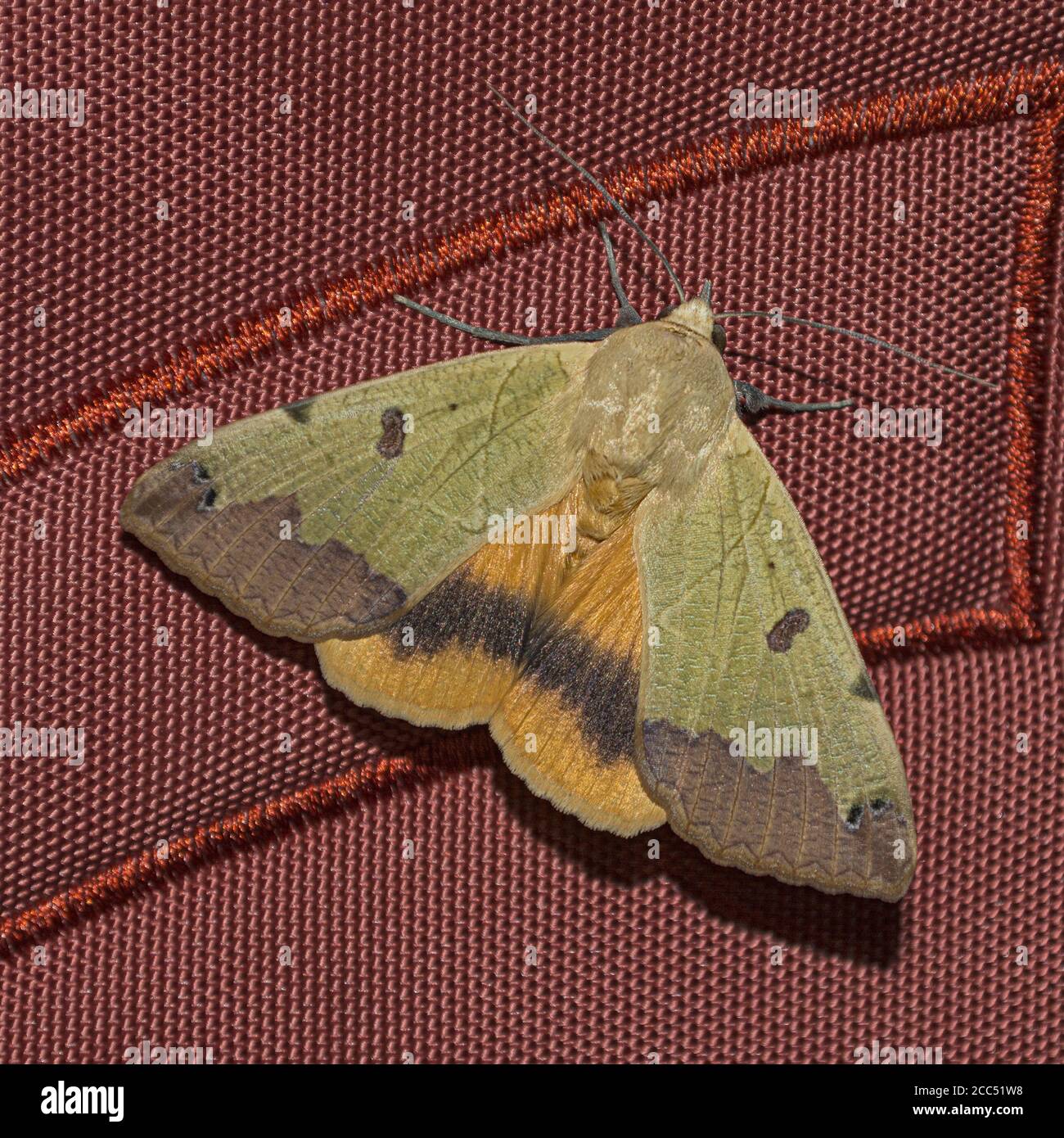 Makro einer großen bunten grünen eintönigen Ophiusa tirhaca Motte Ruht auf einem rostfarbenen Rucksack mit ausgebreiteten Flügeln Bis 6 Zentimeter Stockfoto