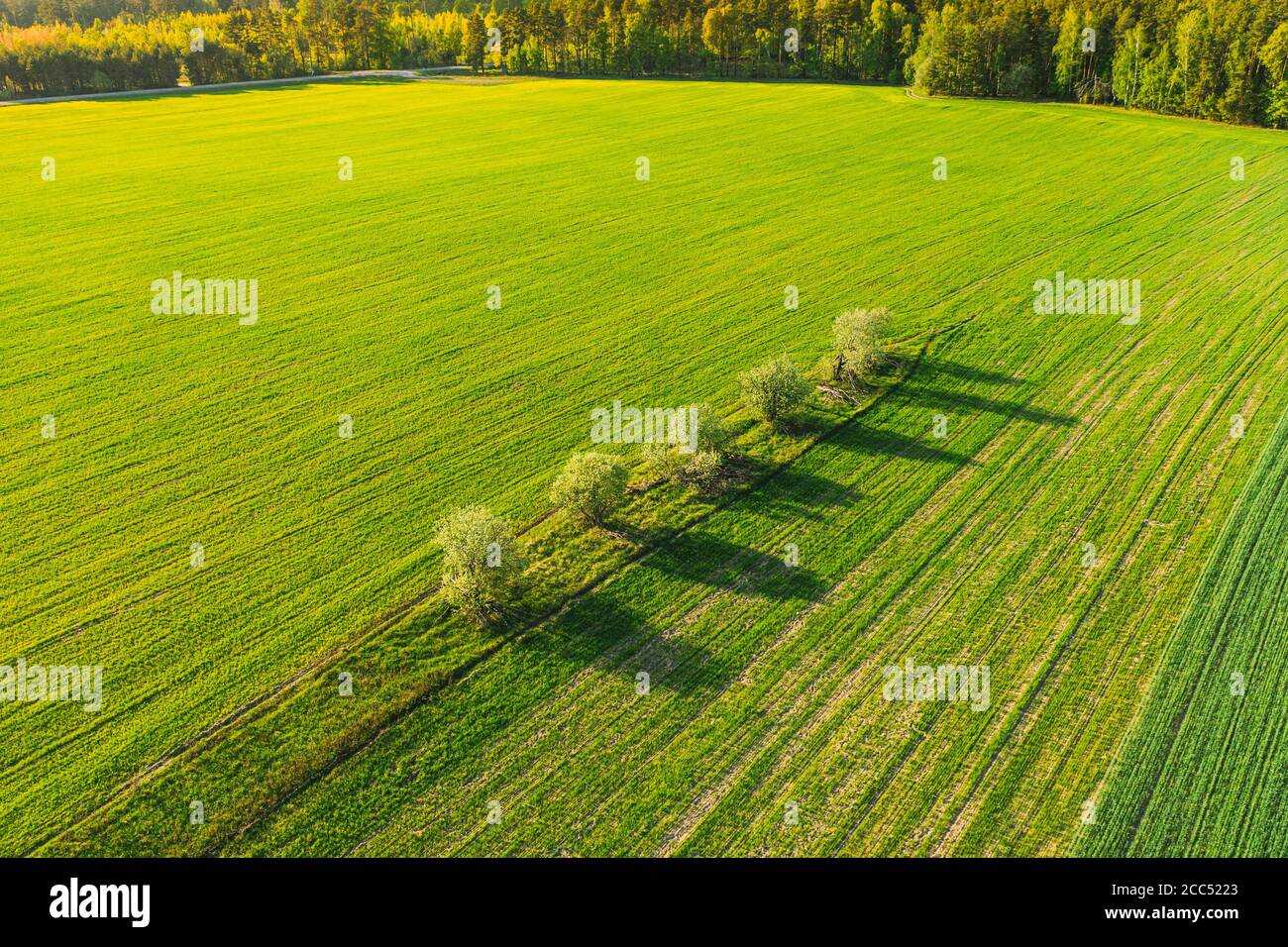 Luftaufnahme Der Landwirtschaftlichen Landschaft Mit Bäumen Im Frühjahr Feld, Sommer Wiese. Schöne grüne Gras ländliche Landschaft in Vogelperspektive Stockfoto