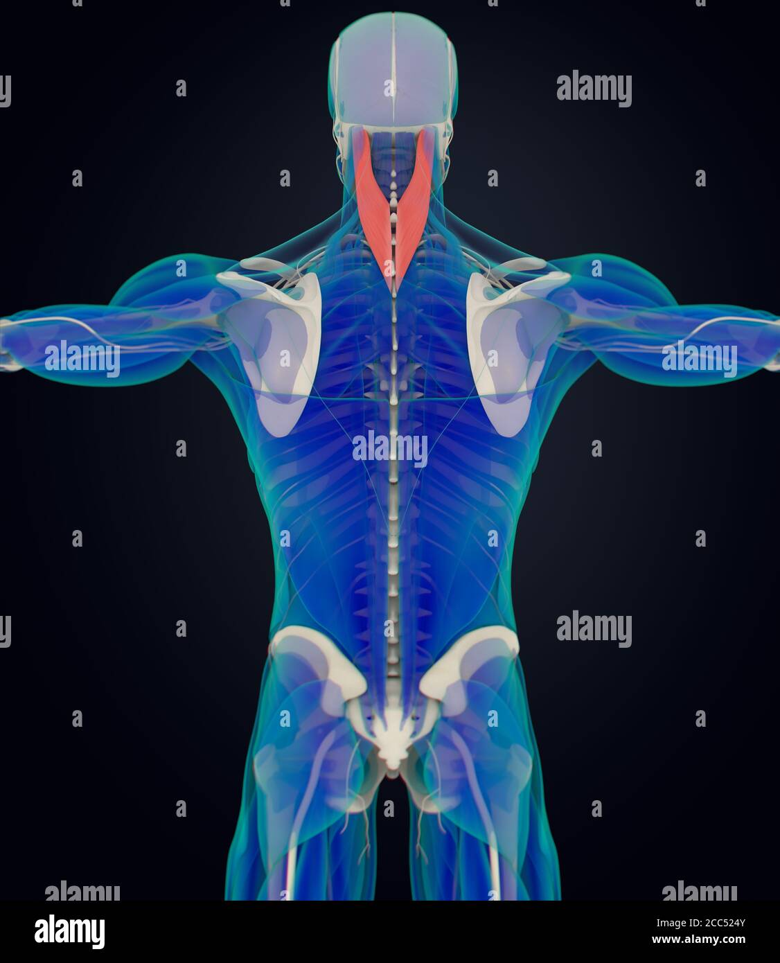 Anatomie Illustration von Splenius capitis, Halsmuskulatur, menschliche Anatomie. 3D-Illustration Stockfoto