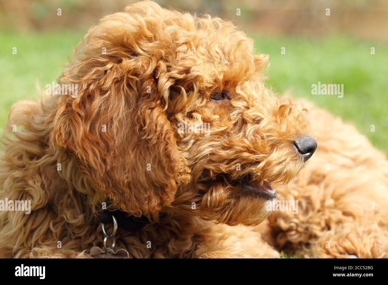 Golden Doodle Hund Stockfoto
