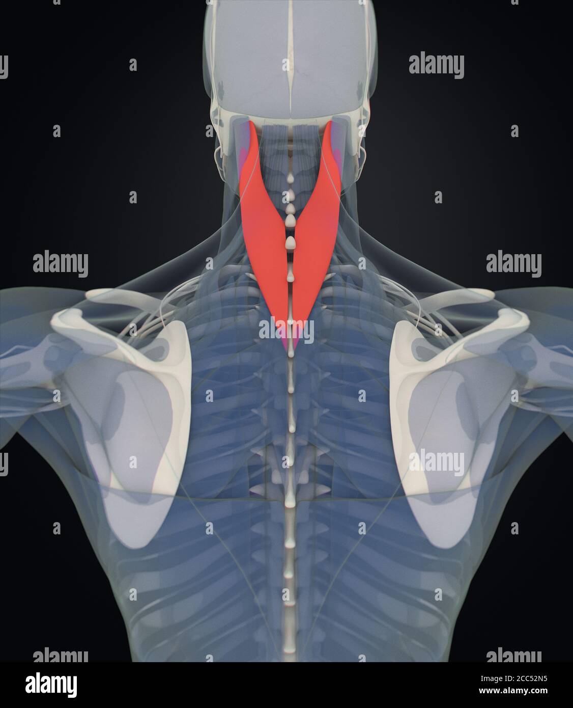 Splenius capitis, Nackenmuskulatur, Stress, menschliche Anatomie. 3D-Illustration Stockfoto
